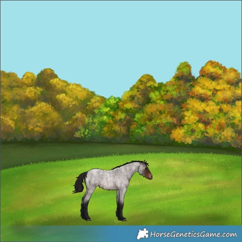 Horse Color:Gray Bay Roan Varnish 
