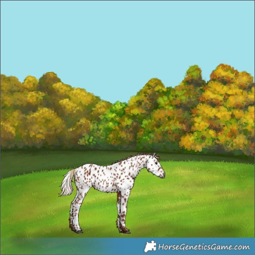 Horse Color:Gray Chestnut Leopard 