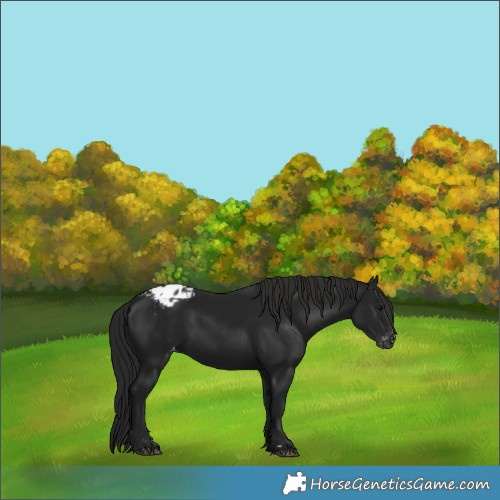 Horse Color:Gray Black Appaloosa 