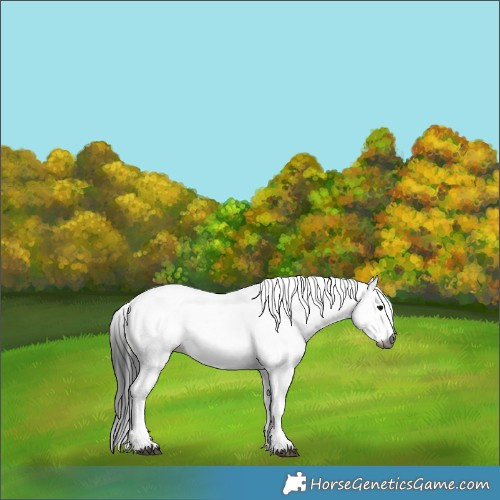 Horse Color:Gray Blue Roan Fewspot 