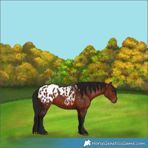 Horse Color:Gray Bay Appaloosa