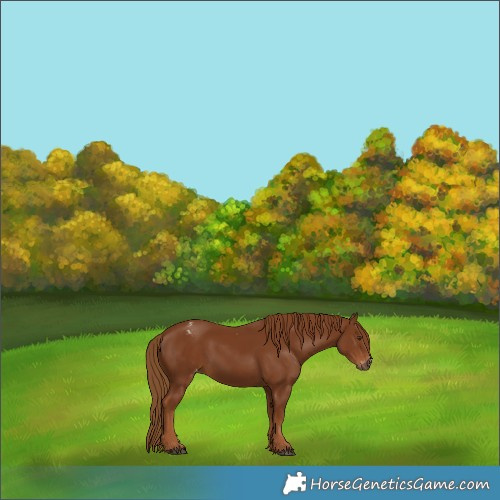 Horse Color:Gray Chestnut Varnish 