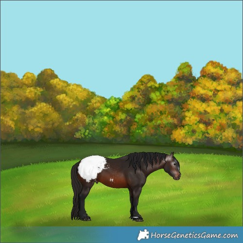 Horse Color:Gray Bay Snowcap 