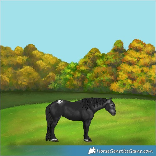 Horse Color:Gray Black Appaloosa