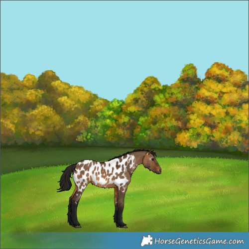 Horse Color:Gray Bay Dun Near Leopard 