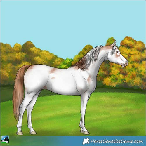 Horse Color:White Spotted Chestnut Sabino Frame 