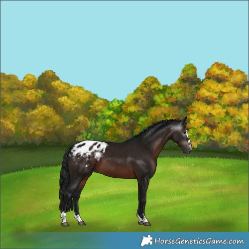 Horse Color:Gray Brown Appaloosa