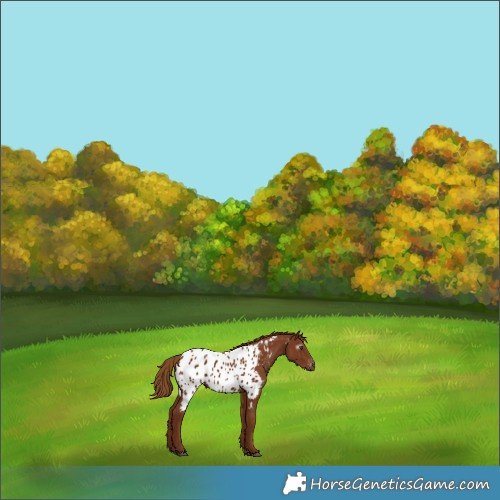 Horse Color:Gray Chestnut Appaloosa 