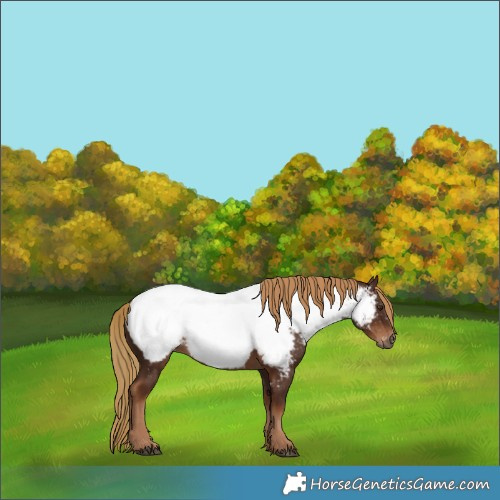 Horse Color:Gray Chestnut Appaloosa 