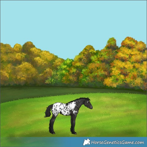 Horse Color:Gray Black Appaloosa 