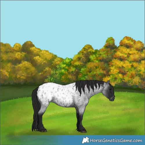 Horse Color:Gray Blue Roan Blanket 