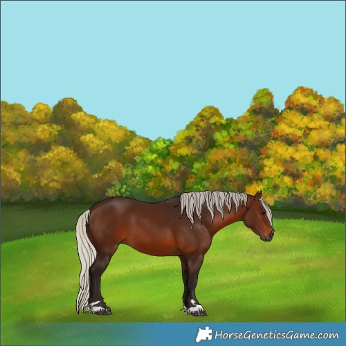 Horse Color:Gray Silver Bay 