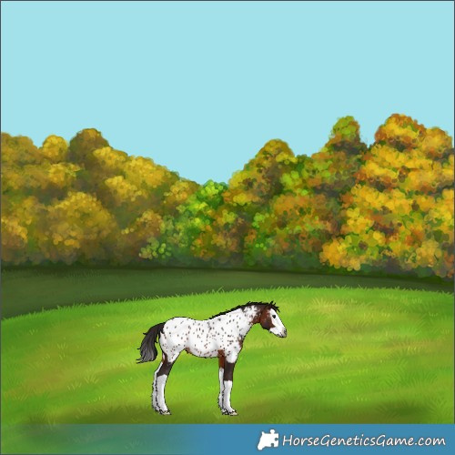 Horse Color:Gray Bay Splash Near Leopard 