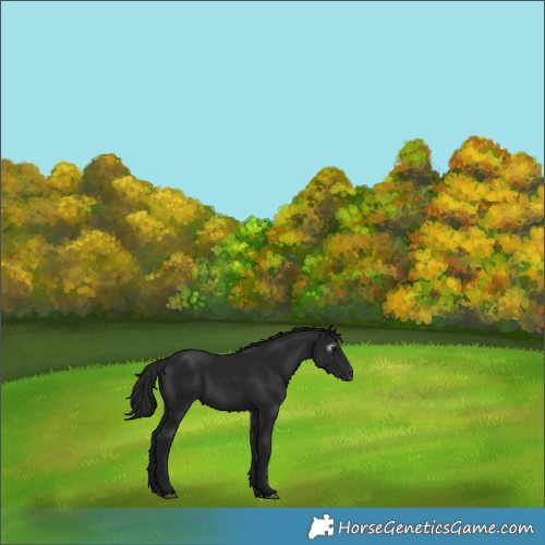 Horse Color:Gray Black 