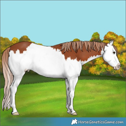 Horse Color:Chestnut Splash 