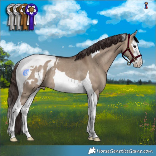 Horse Color:Brown Dun Splash Tobiano Blanket Rabicano 