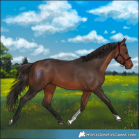 Horse Color:Bay Tobiano Rabicano 