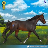 Horse Color:Bay Tobiano Rabicano 