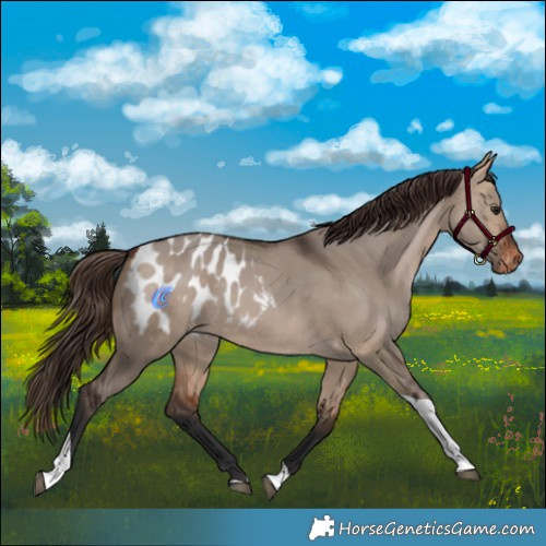 Horse Color:Bay Dun Tobiano Appaloosa Rabicano 