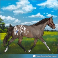 Horse Color:Bay Dun Tobiano Appaloosa Rabicano