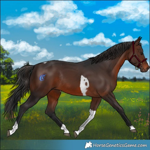 Horse Color:Brown Tobiano Rabicano 