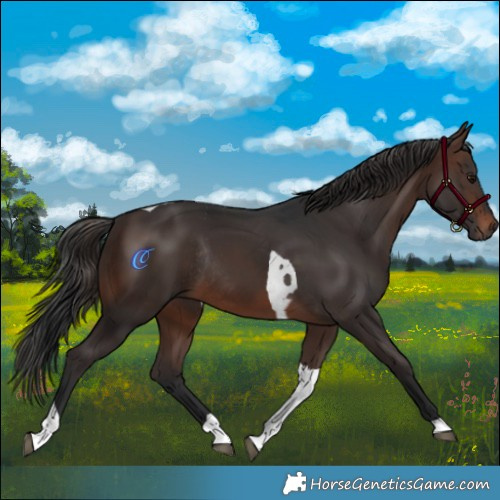 Horse Color:Brown Tobiano Rabicano 