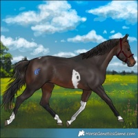 Horse Color:Brown Tobiano Rabicano