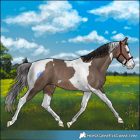 Horse Color:Brown Dun Splash Tobiano Rabicano