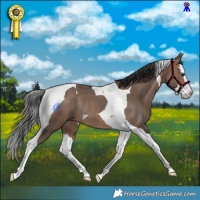 Horse Color:Brown Dun Splash Tobiano Rabicano 