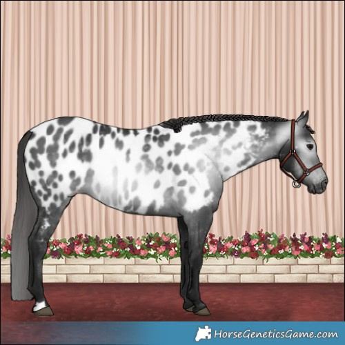 Horse Color:Gray Black Near Leopard 