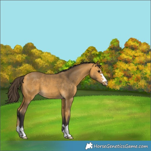 Horse Color:Buckskin