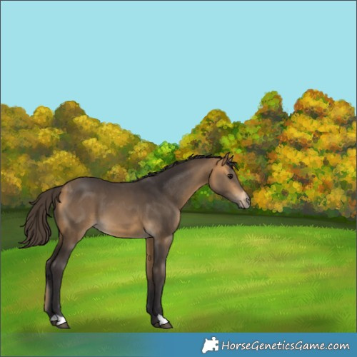 Horse Color:Buckskin 