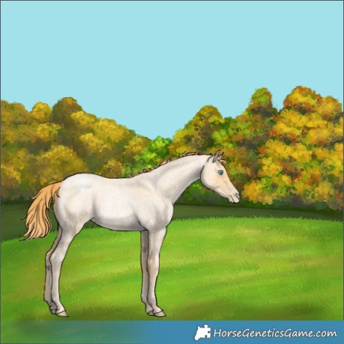Horse Color:Buckskin Roan Pearl Rabicano