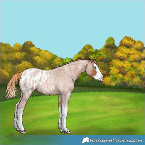 Horse Color:Red Roan Splash Appaloosa