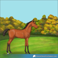 Horse Color:Bay 