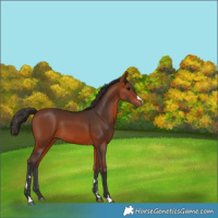 Horse Color:Bay 