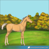 Horse Color:Palomino Appaloosa 