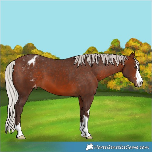 Horse Color:Silver Brown Appaloosa 