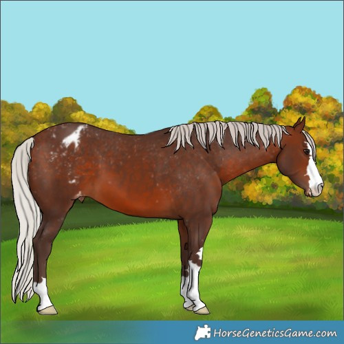 Horse Color:Silver Brown Varnish