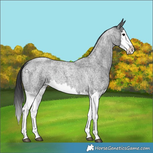 Horse Color:Blue Roan Splash