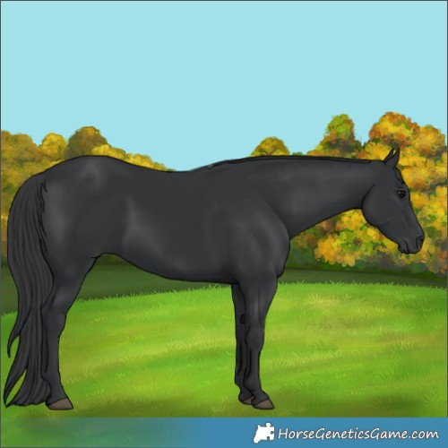 Horse Color:Black 