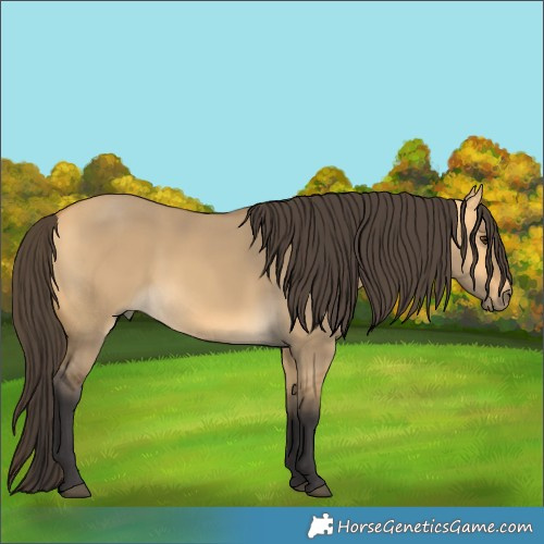 Horse Color:Buckskin Dun 