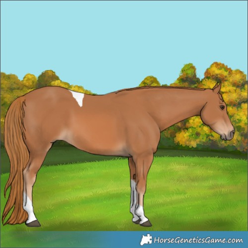 Horse Color:Chestnut Tobiano 