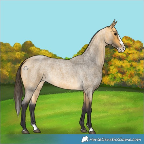 Horse Color:Buckskin Roan Splash
