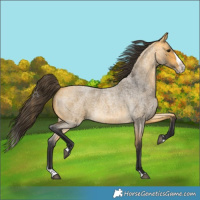 Horse Color:Buckskin Roan Splash 