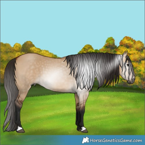 Horse Color:Gray Bay Dun 
