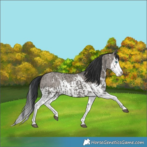 Horse Color:Grullo Sabino Splash  and Grullo Sabino Splash 
