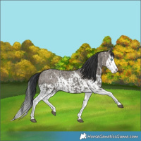Horse Color:Grullo Sabino Splash  and Grullo Sabino Splash 