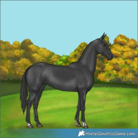 Horse Color:Black 