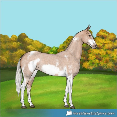 Horse Color:Silver Bay Dun Sabino Tobiano Frame Rabicano 